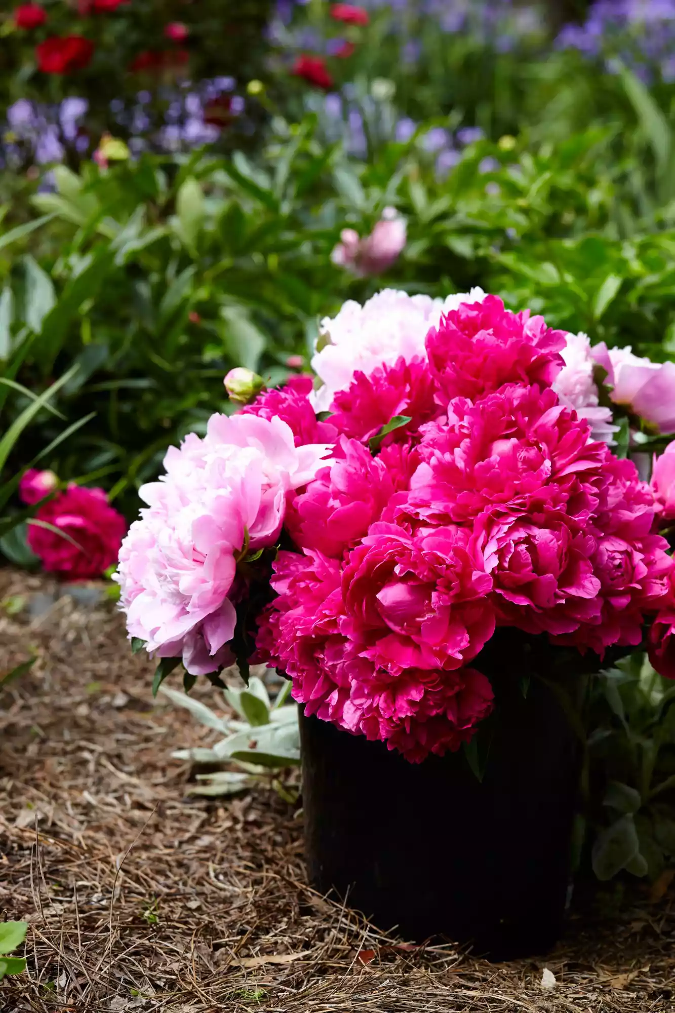 Peonies in Bucket in Garden