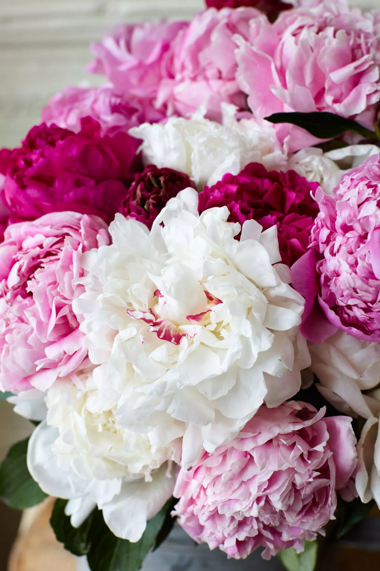 Closeup of Peony Blooms