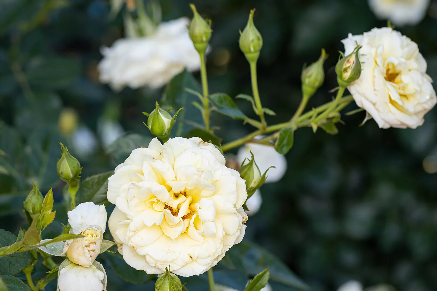 'Polar Express' Rose at Birmingham Botanical Gardens