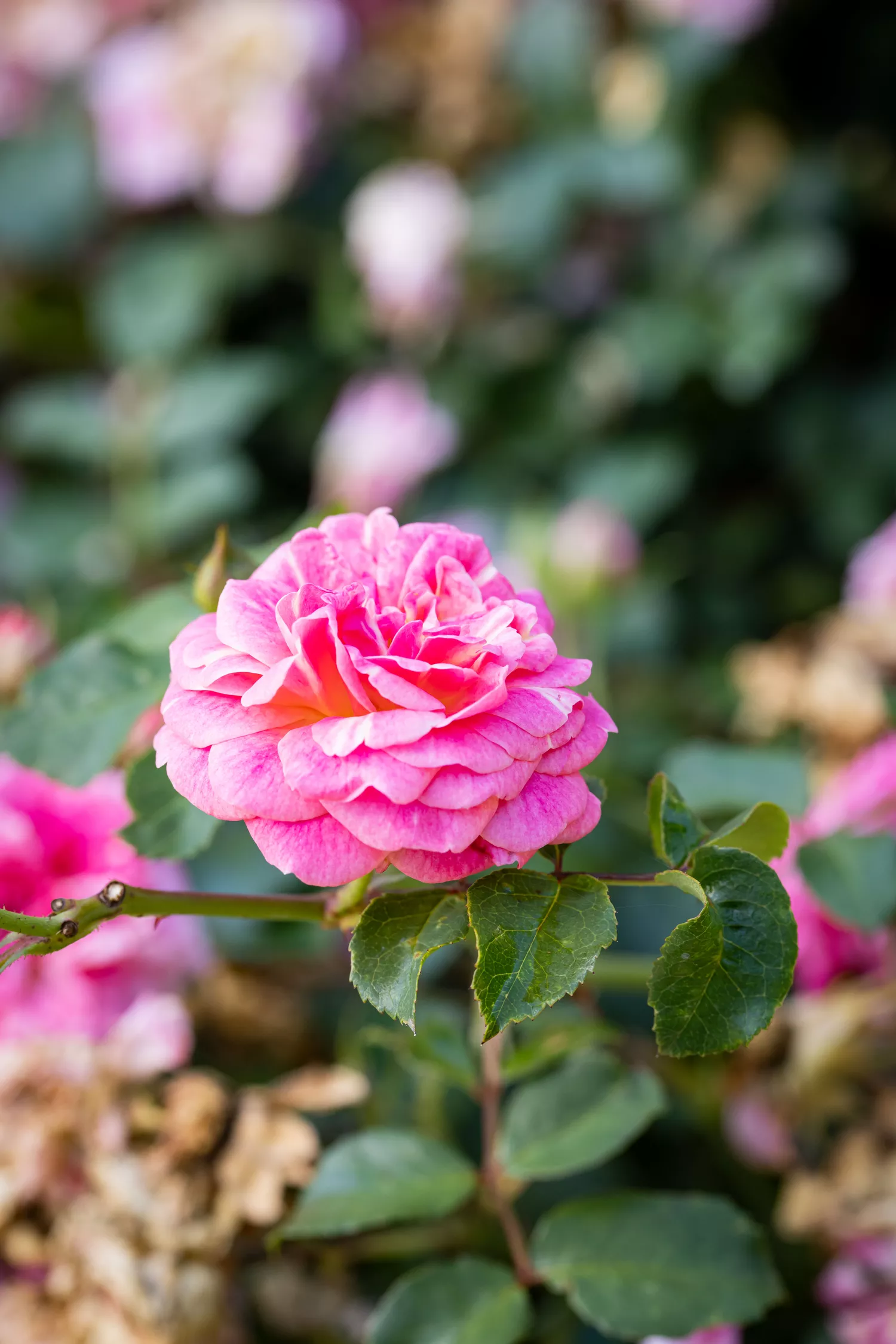 'Sweet Drift' at Birmingham Botanical Gardens