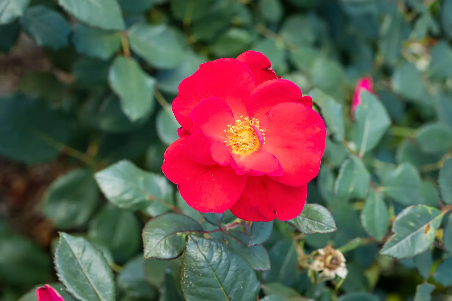 'Miracle On The Hudson' Rose at Birmingham Botanical Gardens