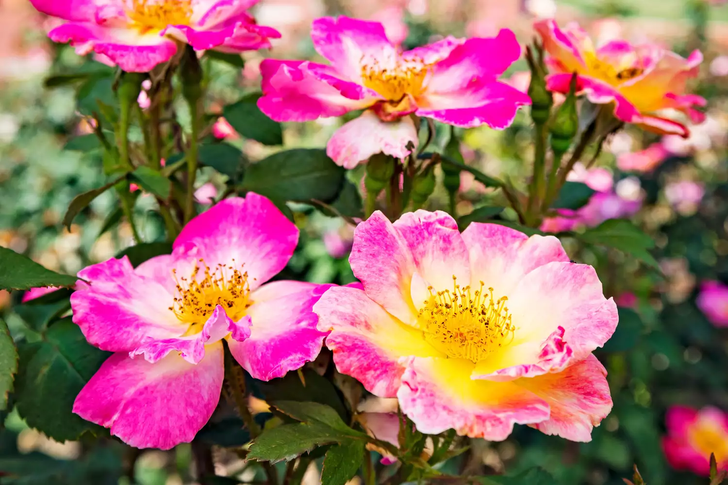 'Watercolors Home Run' Rose at Birmingham Botanical Gardens