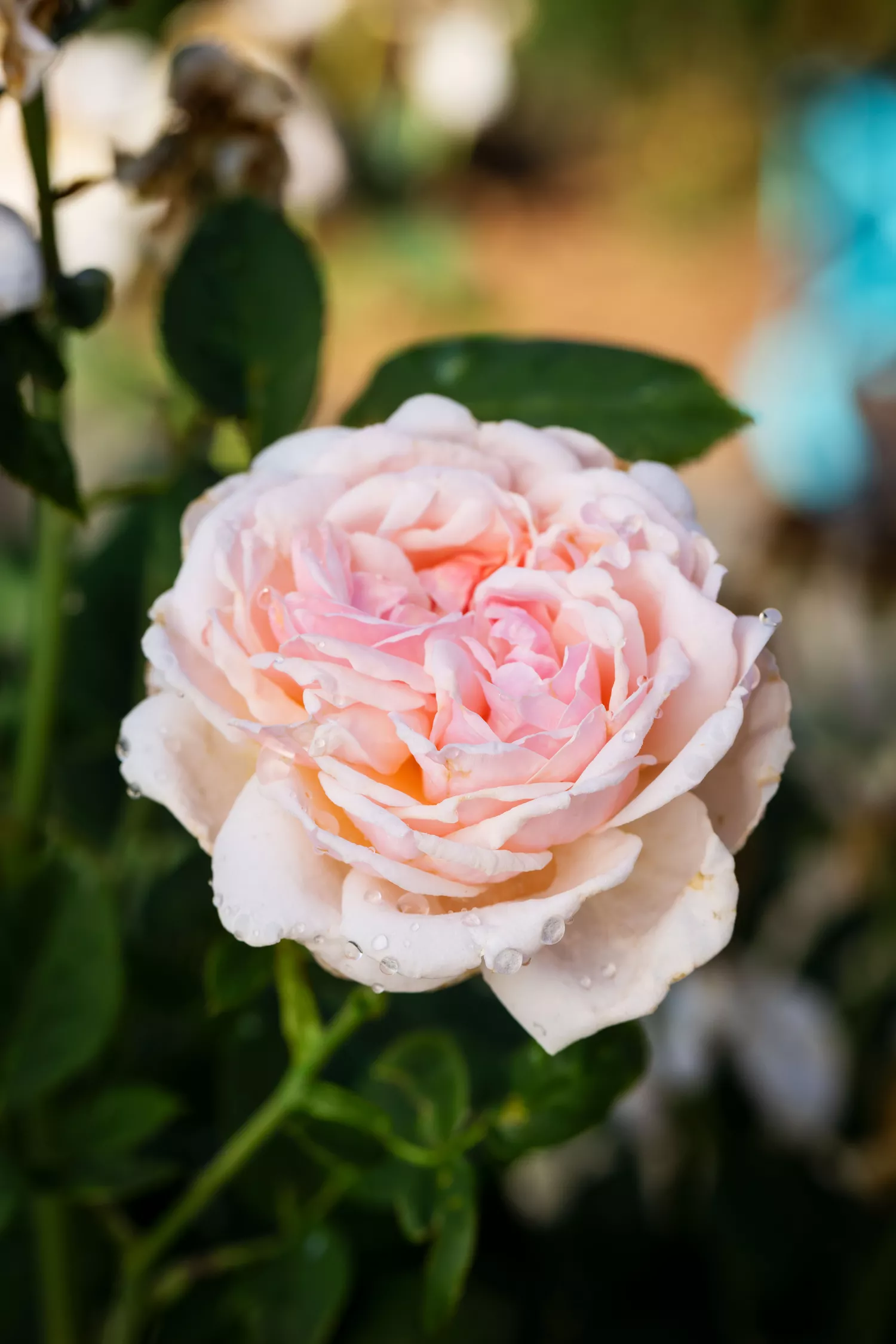 'Quietness' Rose at Birmingham Botanical Gardens