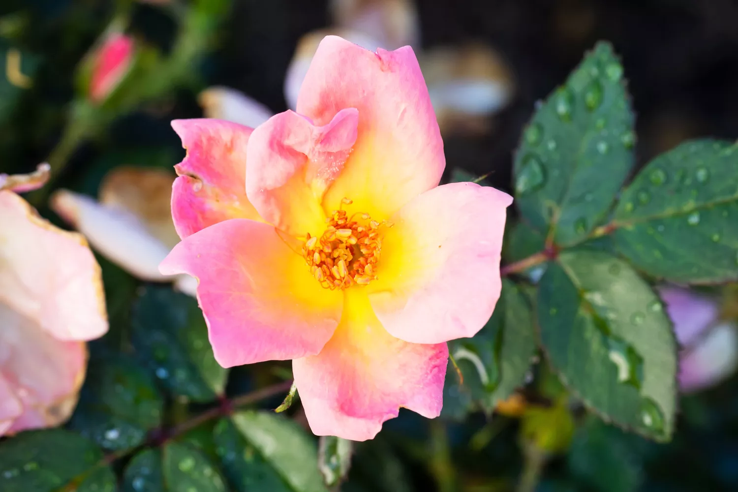 'Rainbow Knock Out' Rose at Birmingham Botanical Gardens