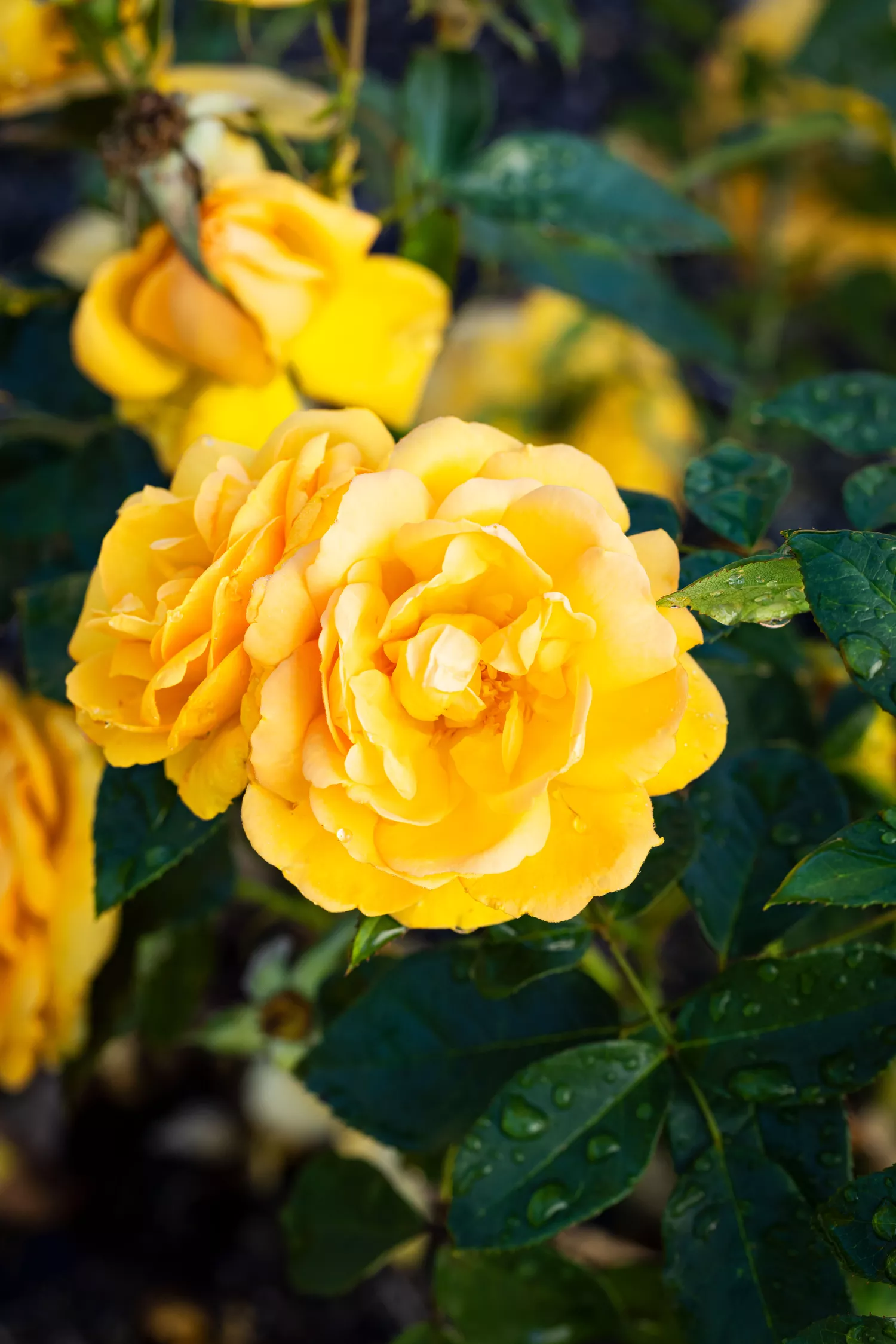 'South Africa' Rose in Birmingham Botanical Gardens 