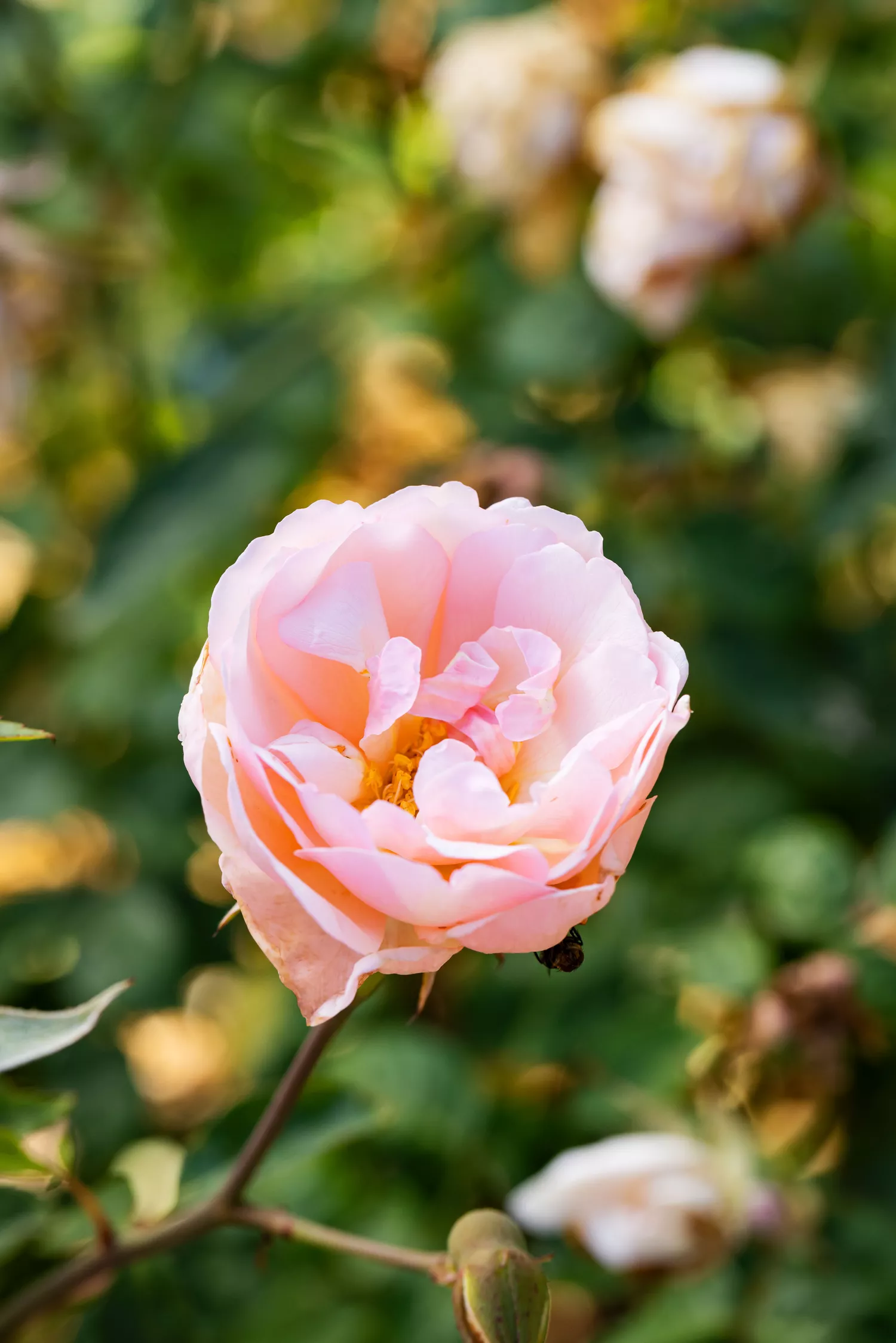 'Duchesse de Brabant' Rose at Birmingham Botanical Gardens