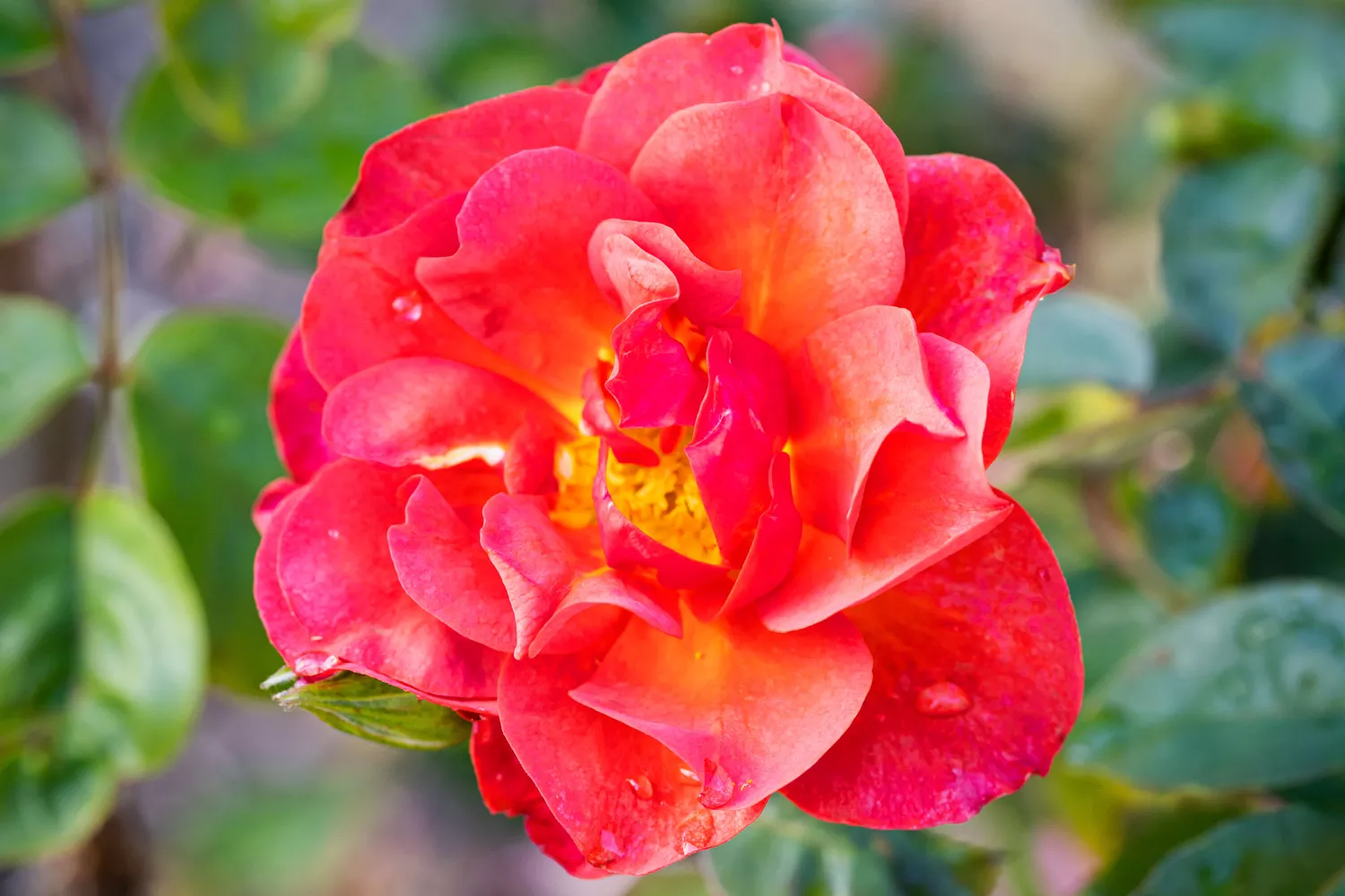 'Cinco de Mayo' Rose at Birmingham Botanical Gardens