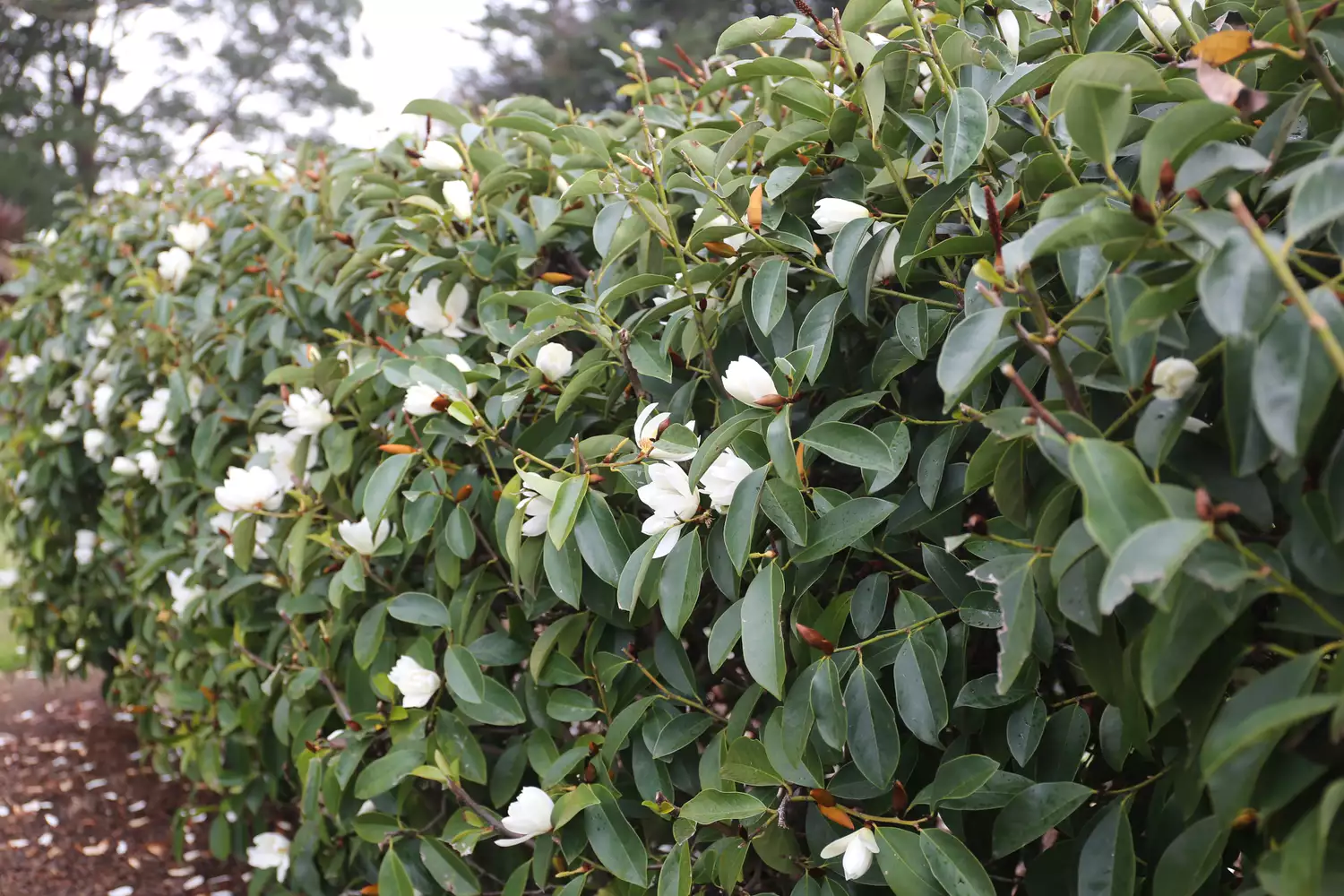 Fairy Magnolia Hedge Plant