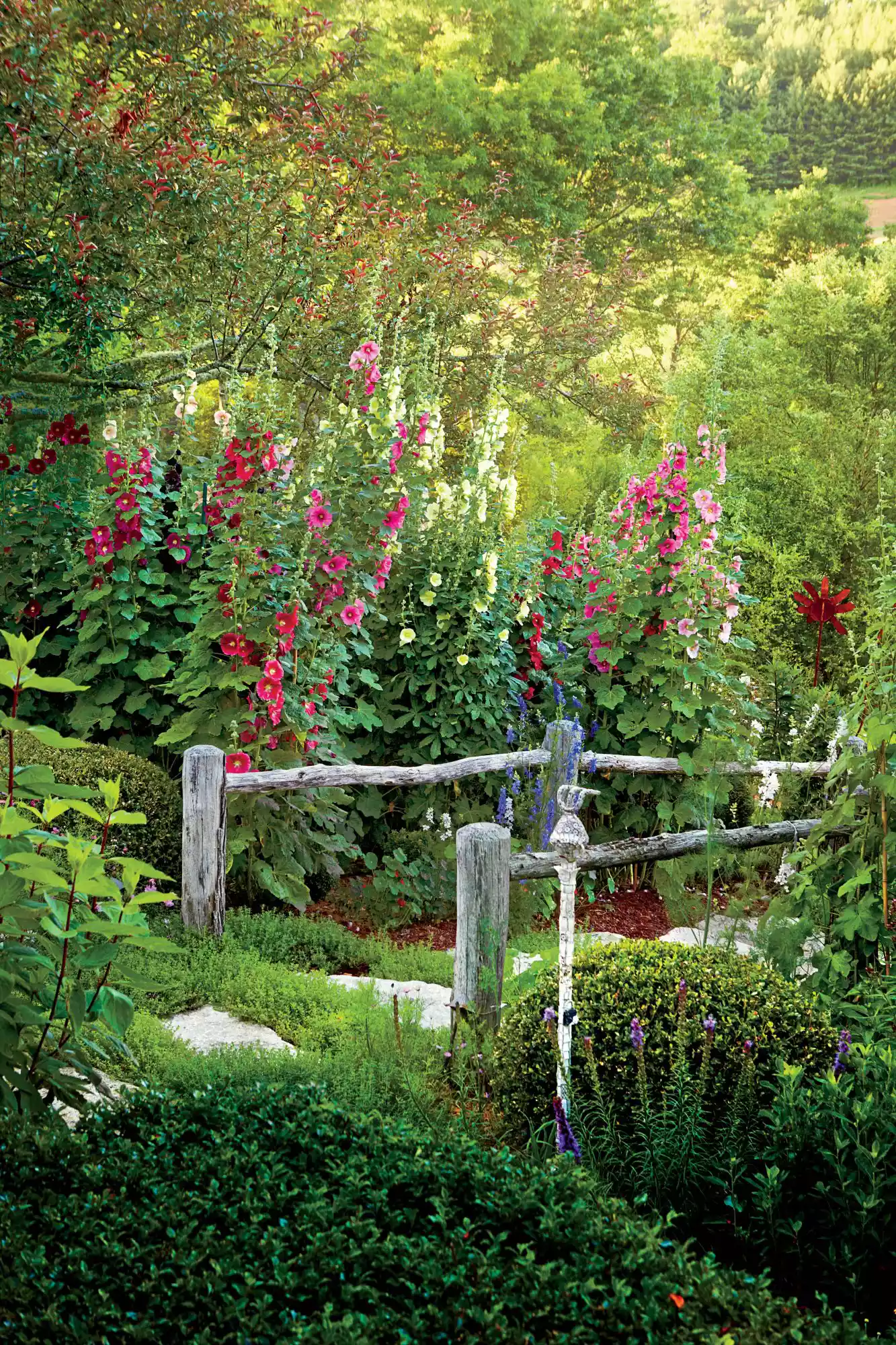 Hollyhocks Glenville, North Carolina