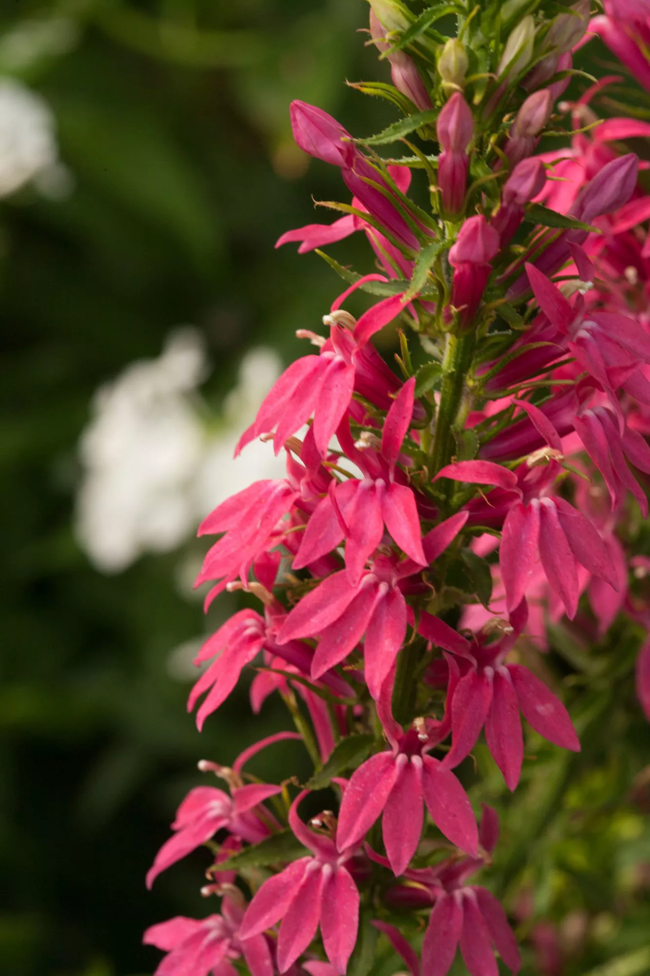 Cardinal Flower