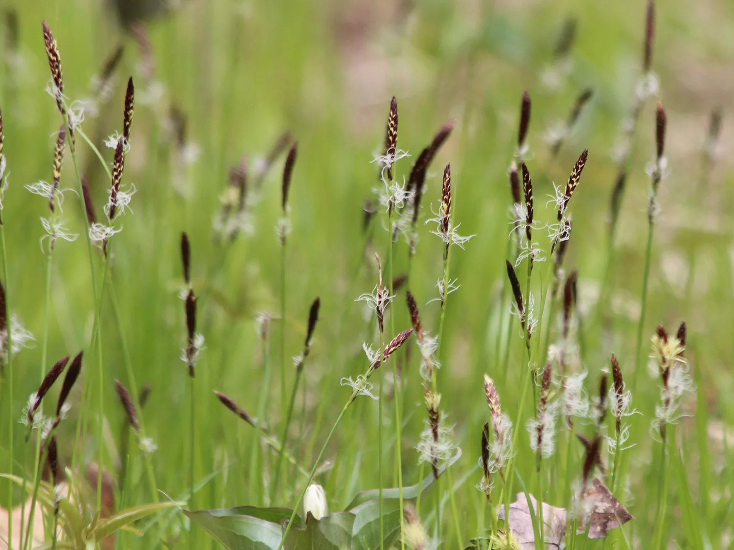 Pennsylvania Sedge