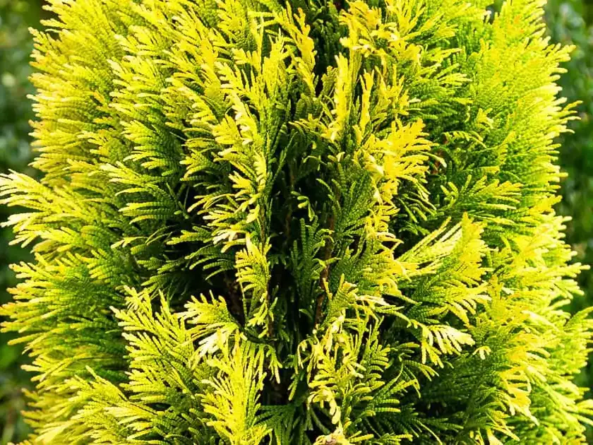 Forever GoldyÂ® Arborvitae 