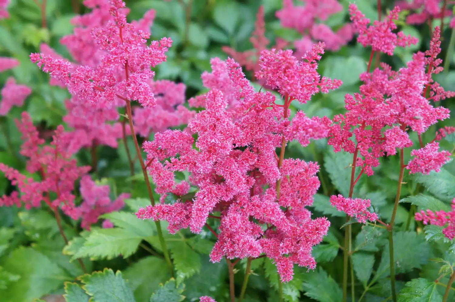 Astilbe (Astilbe Japonica)