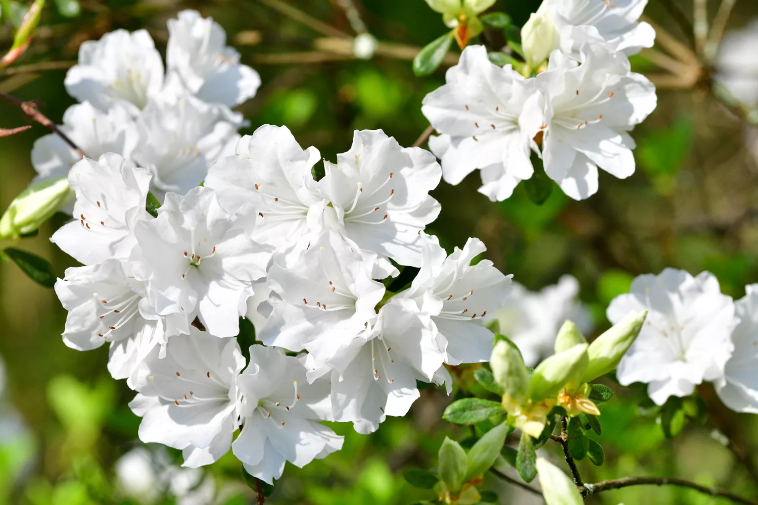 Azalea (Rhododendron)