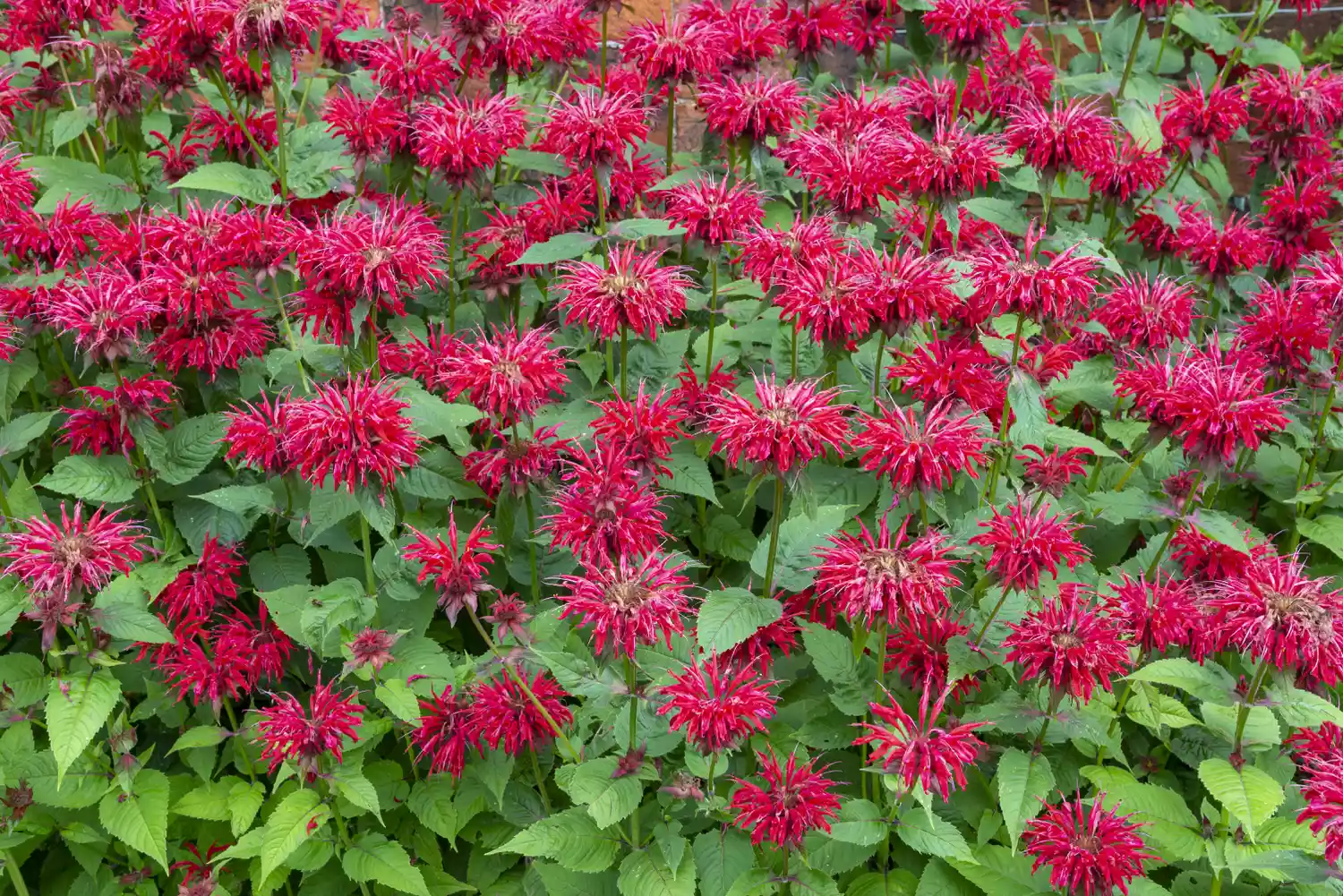 Bee Balm (Monarda)