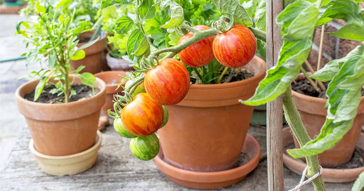 The Best 11 Vegetables to Grow in Pots and Containers | Gardener's Path
