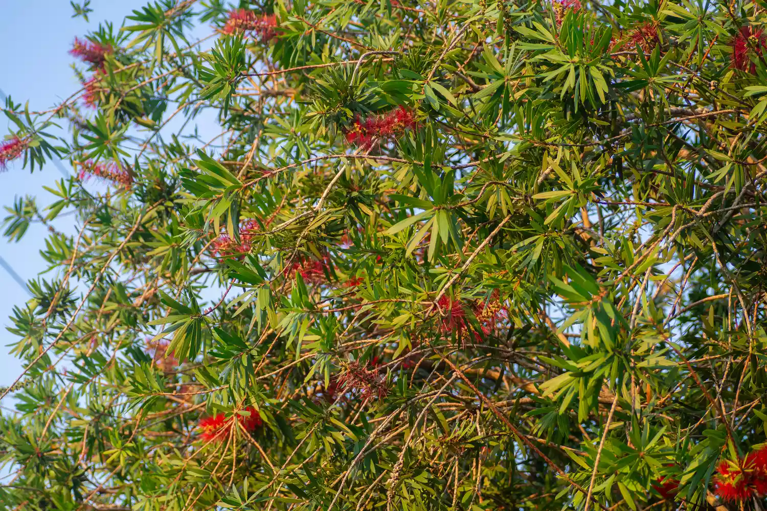 bottlebrush