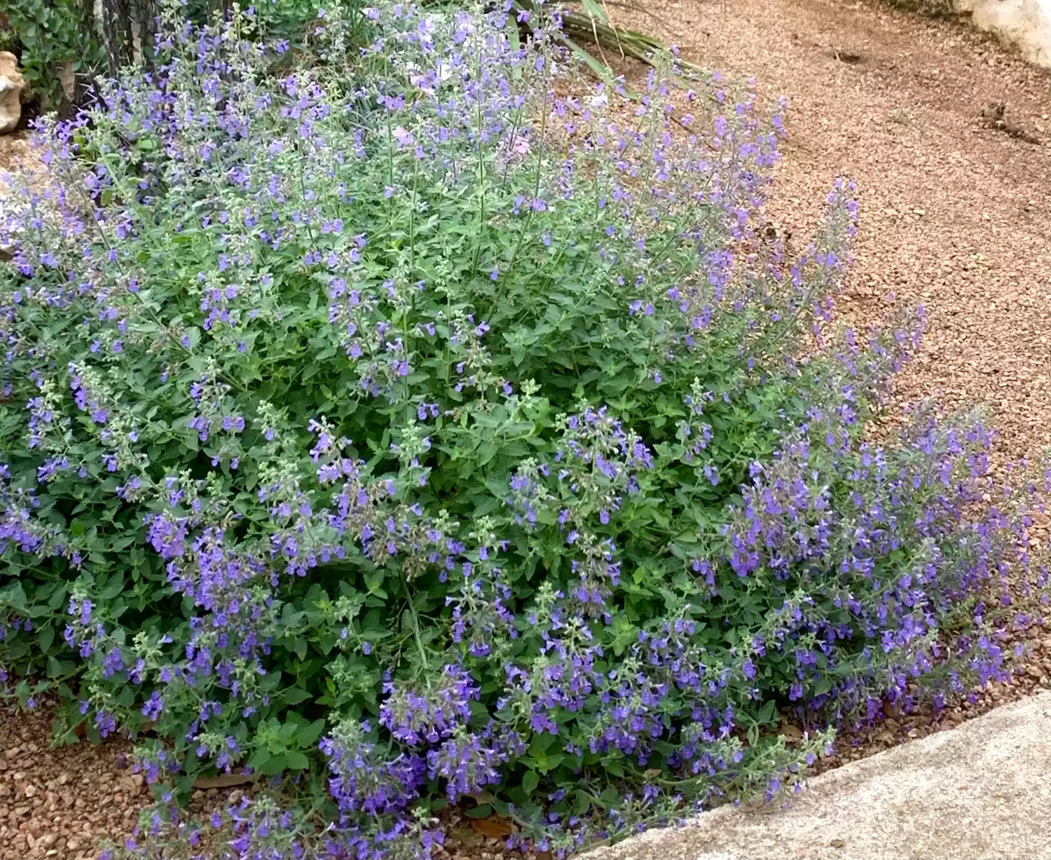 Catmint