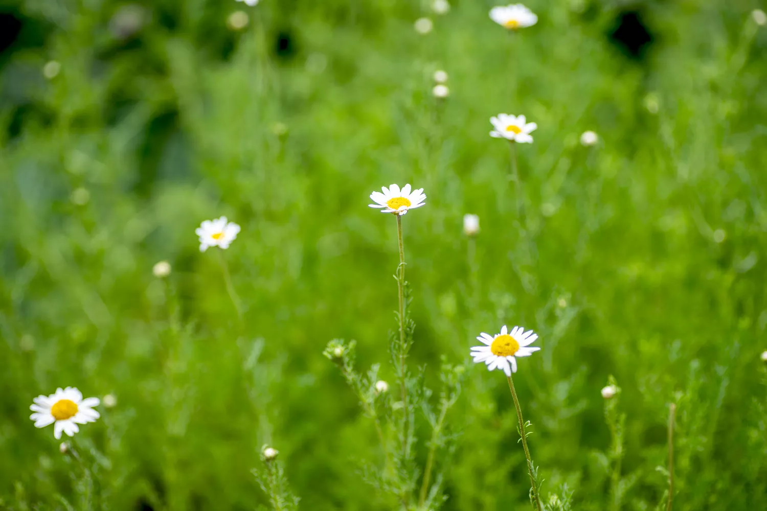 chamomile