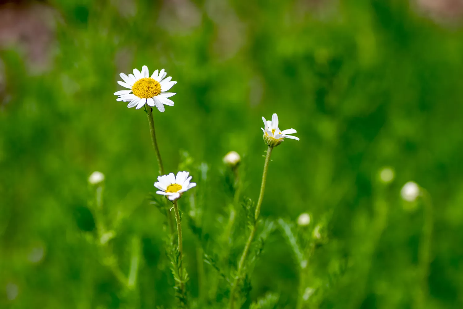 chamomile