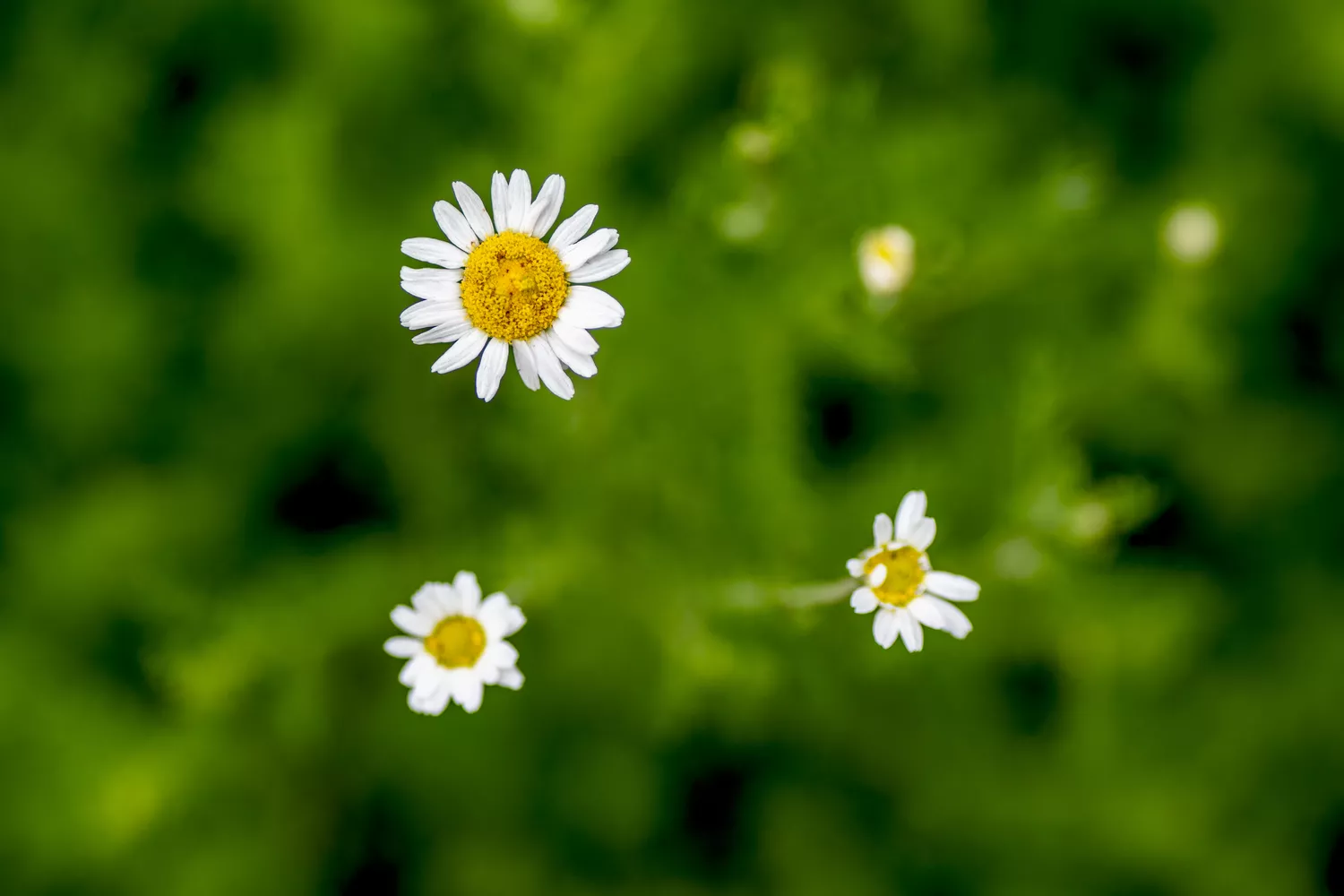 chamomile