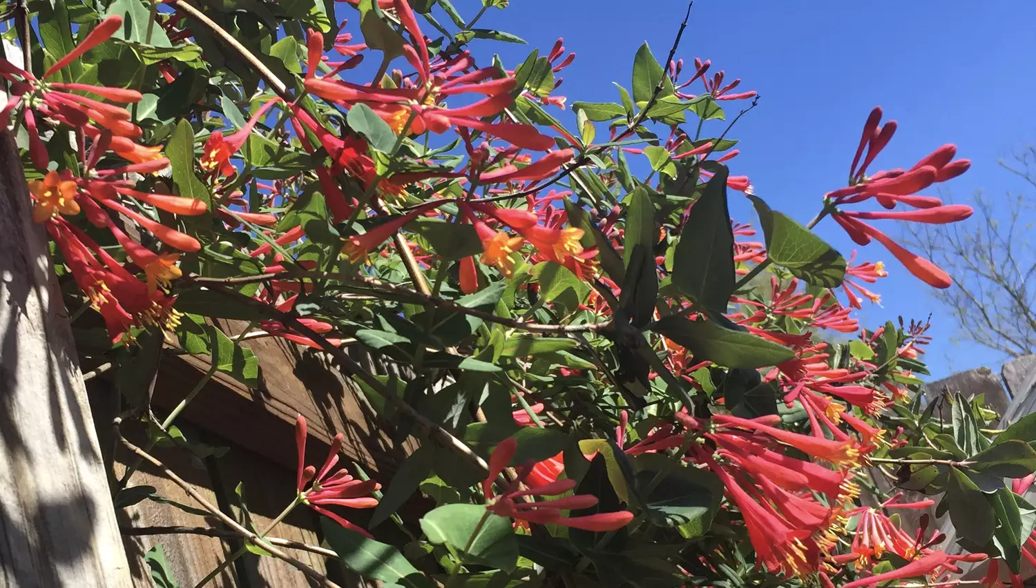 Coral Honeysuckle