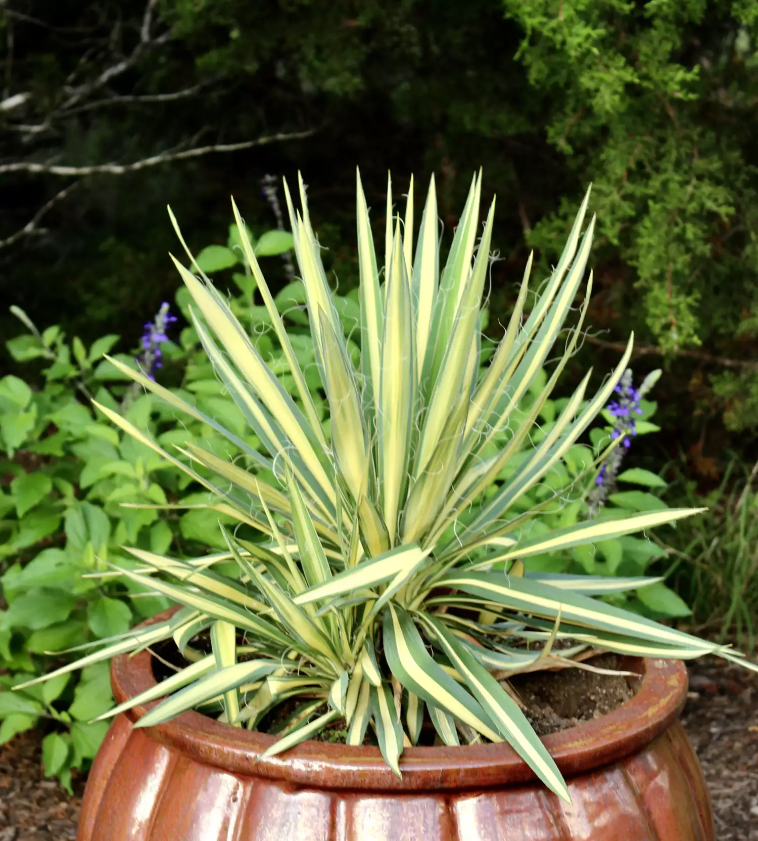 Bright Edge Yucca