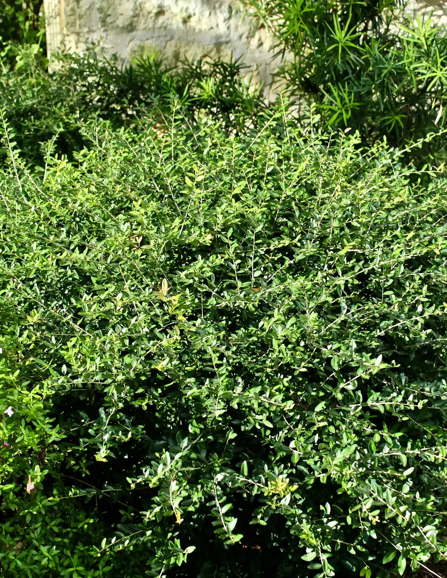 Dwarf Yaupon Holly