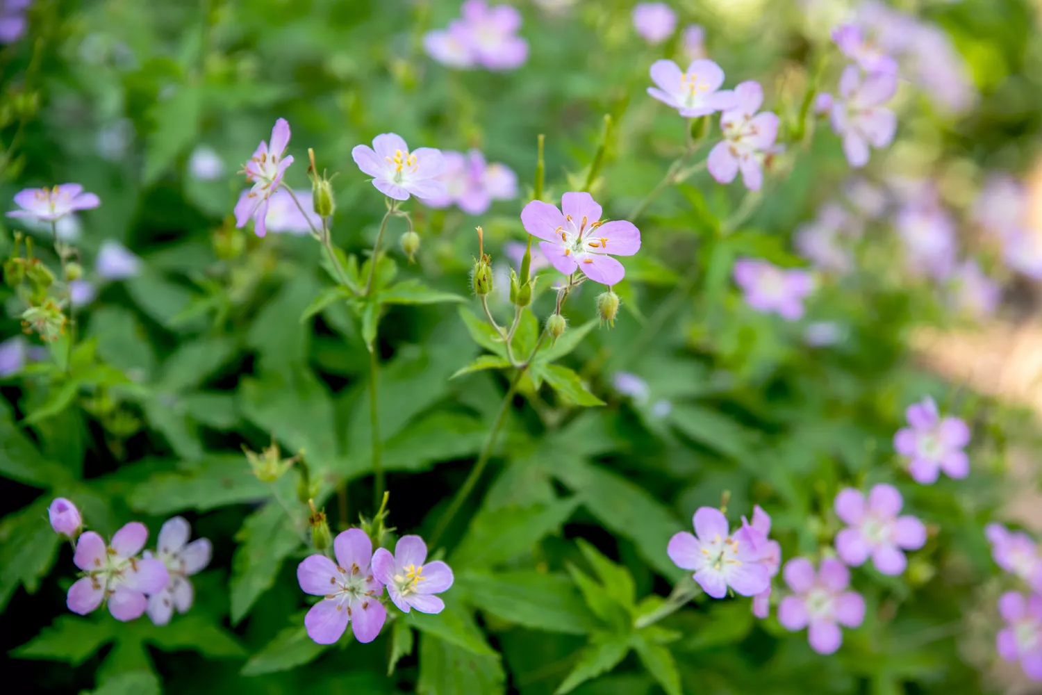 perennial geranium 