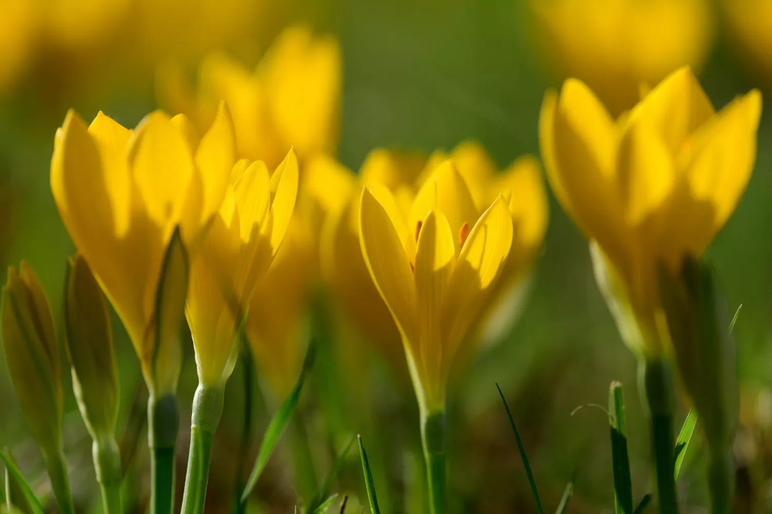 Colchicum