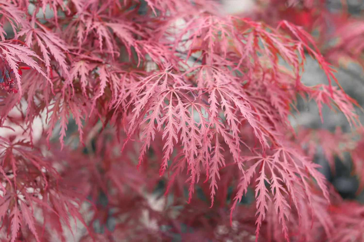 Japanese Laceleaf Maple