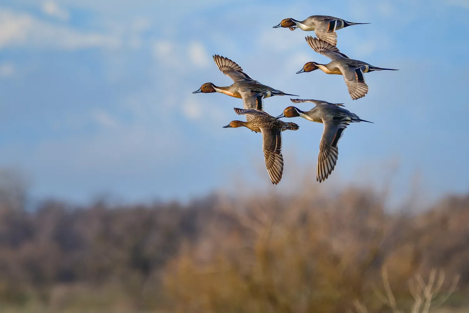 Flock of birds flying together