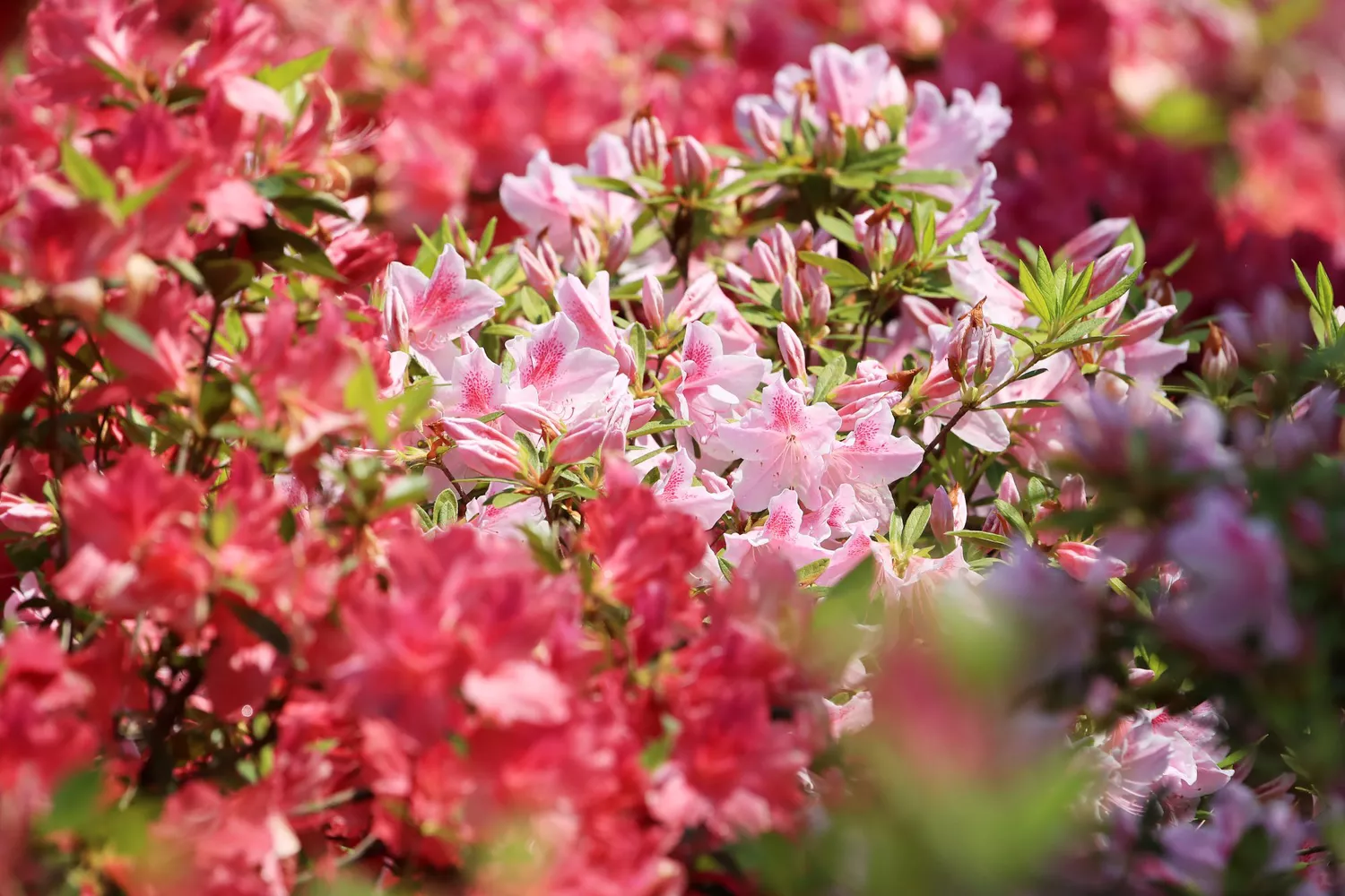 Azaleas