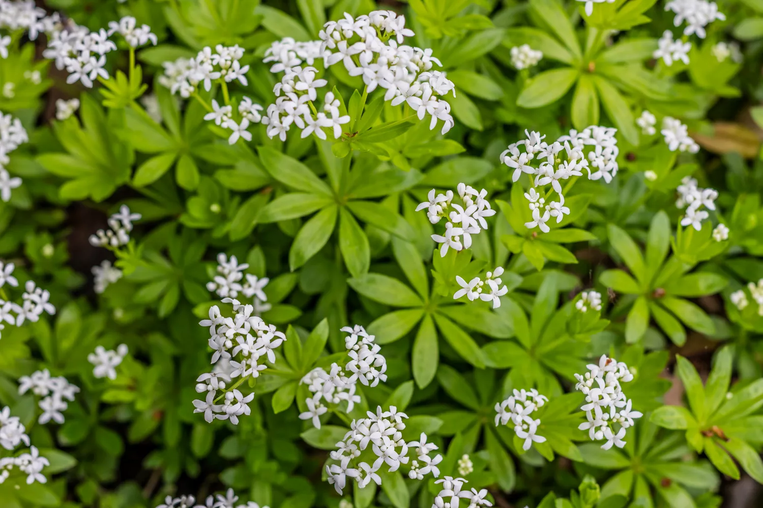 Woodruf Plant 