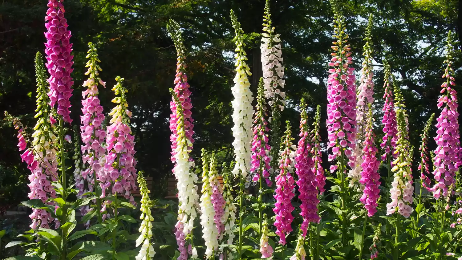 Foxglove Blooming