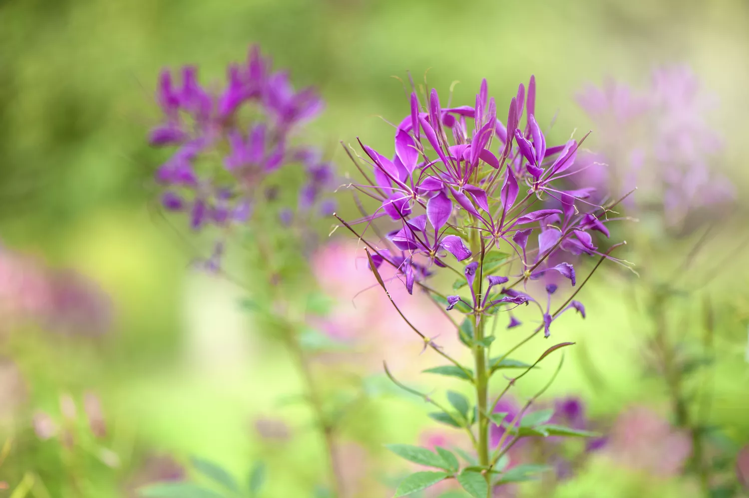 Spider Flower