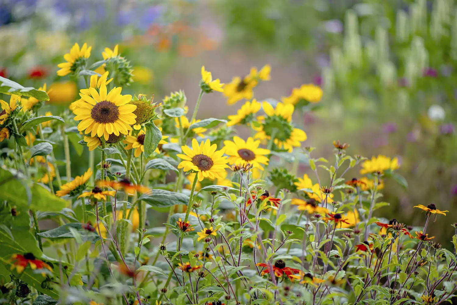Sunflowers in Garden