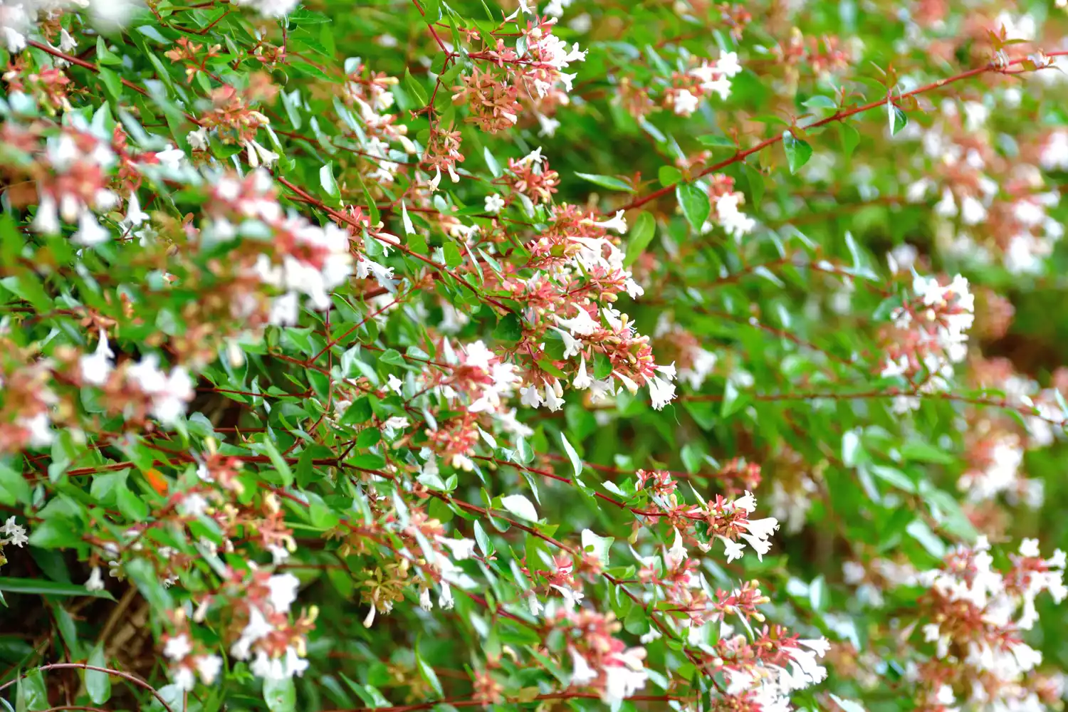 Abelia Flower