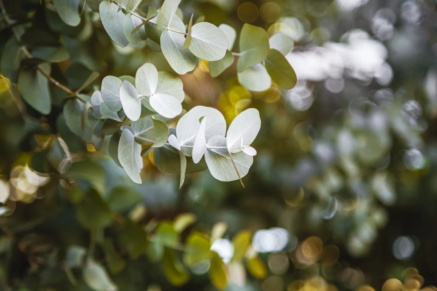 Eucalyptus Plant