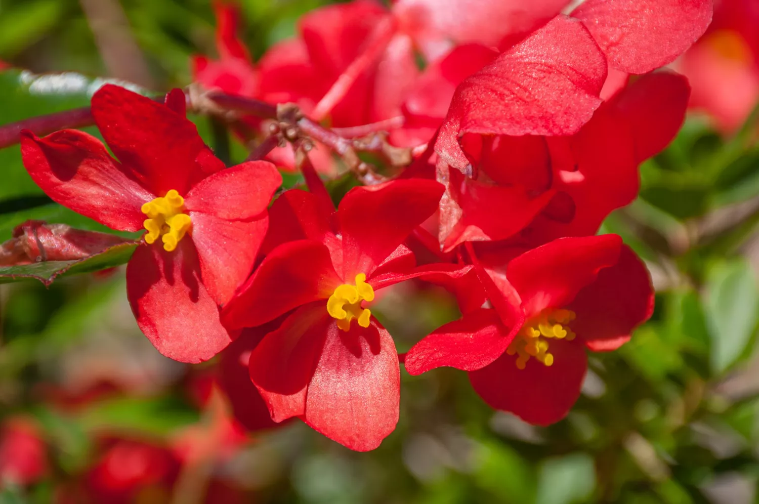 Begonia