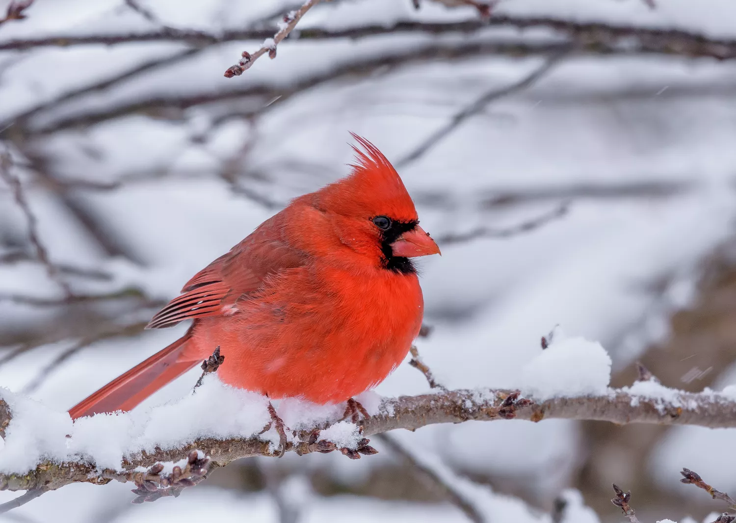 Cardinal