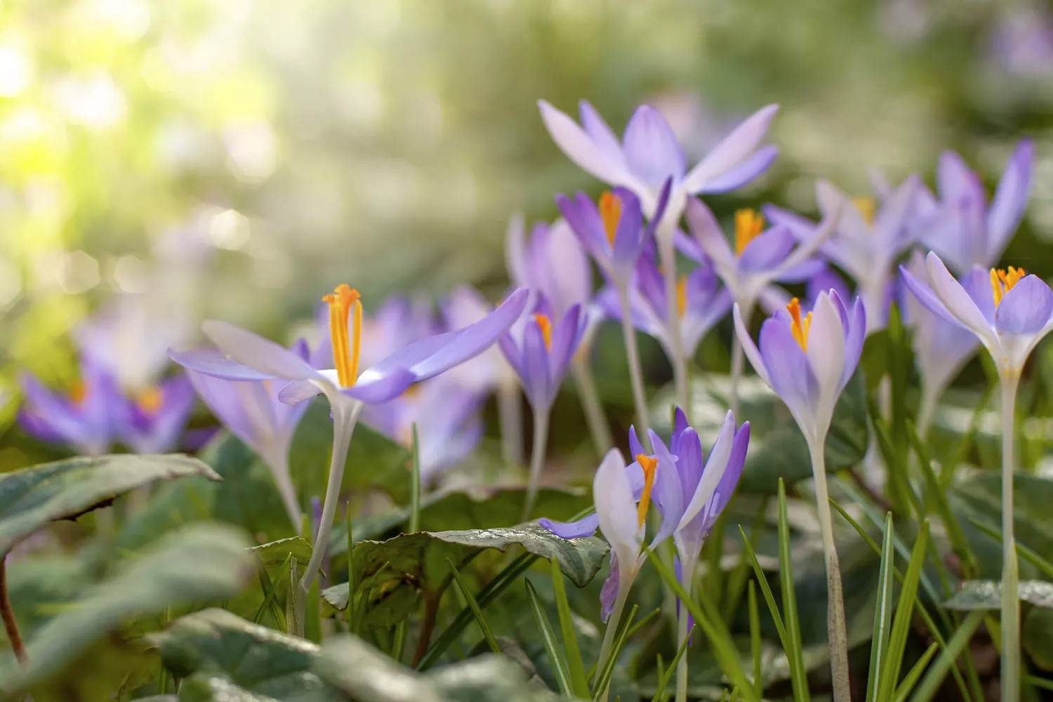 Crocus