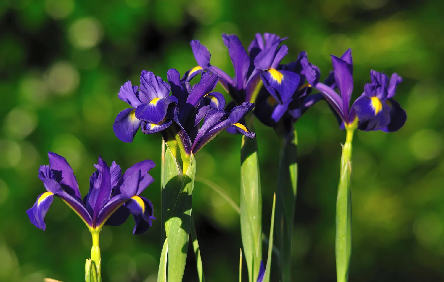 Blue Dutch Iris 