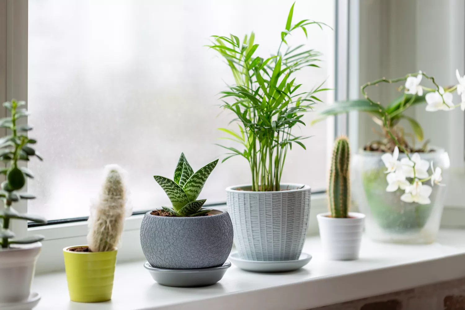Potted houseplants by window