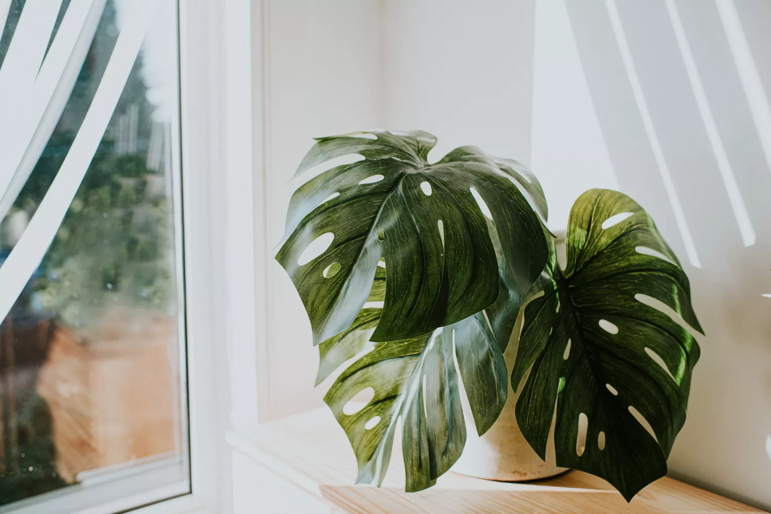 Monstera Deliciosa