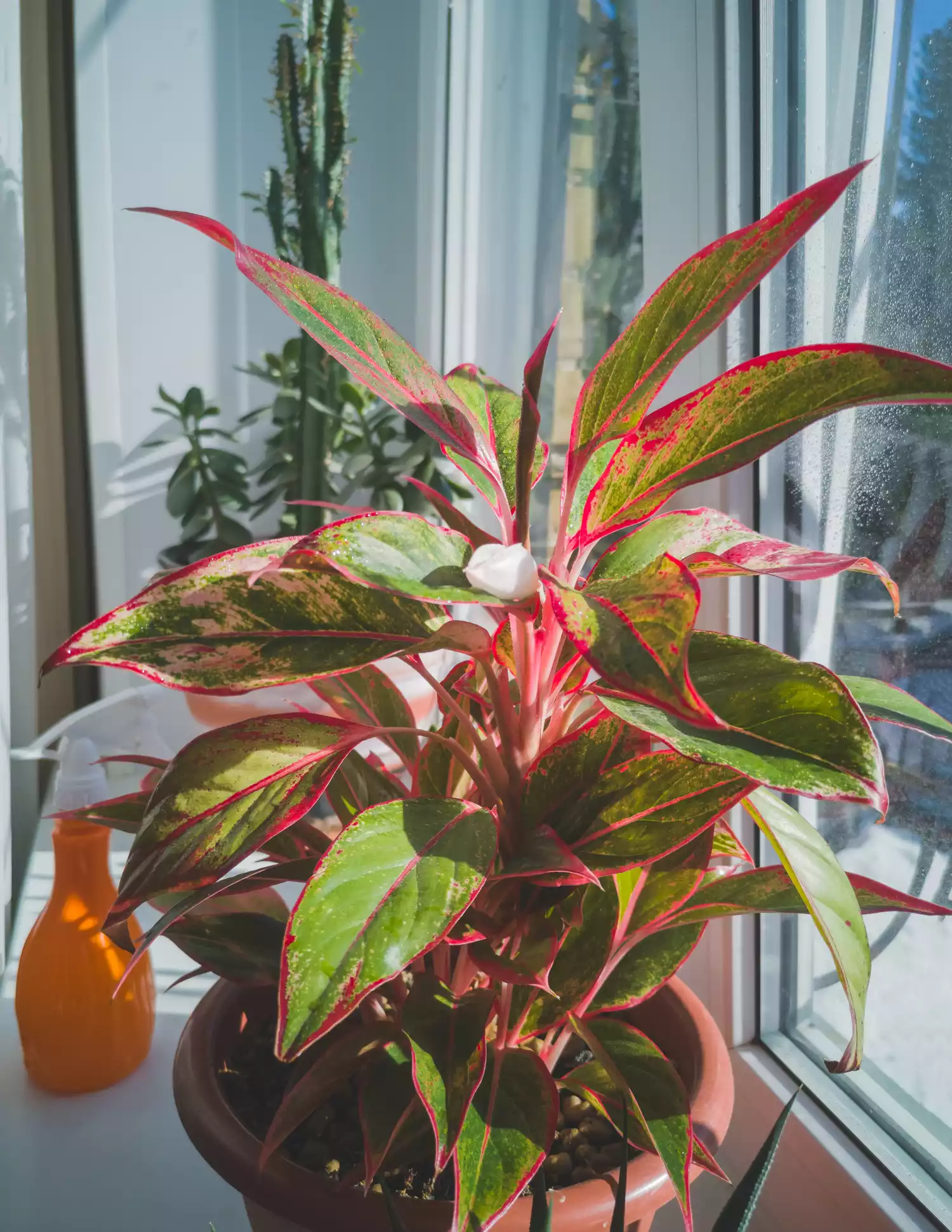 Aglaonema