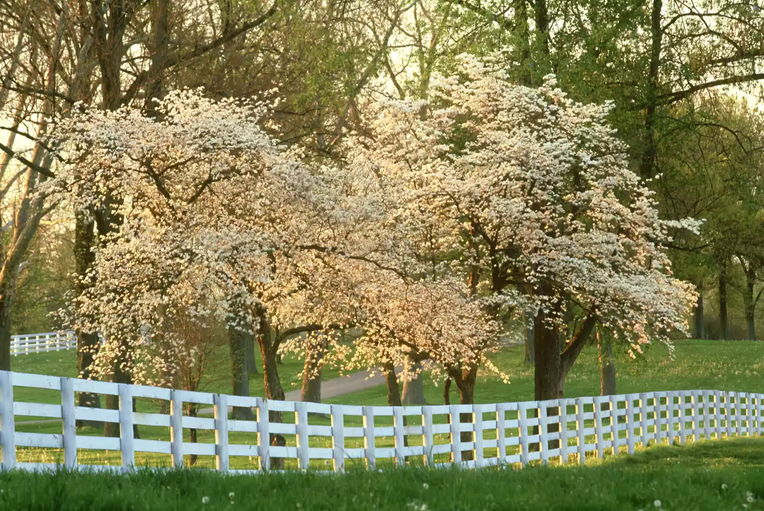 Flowering Dogwood Trees Along Fence