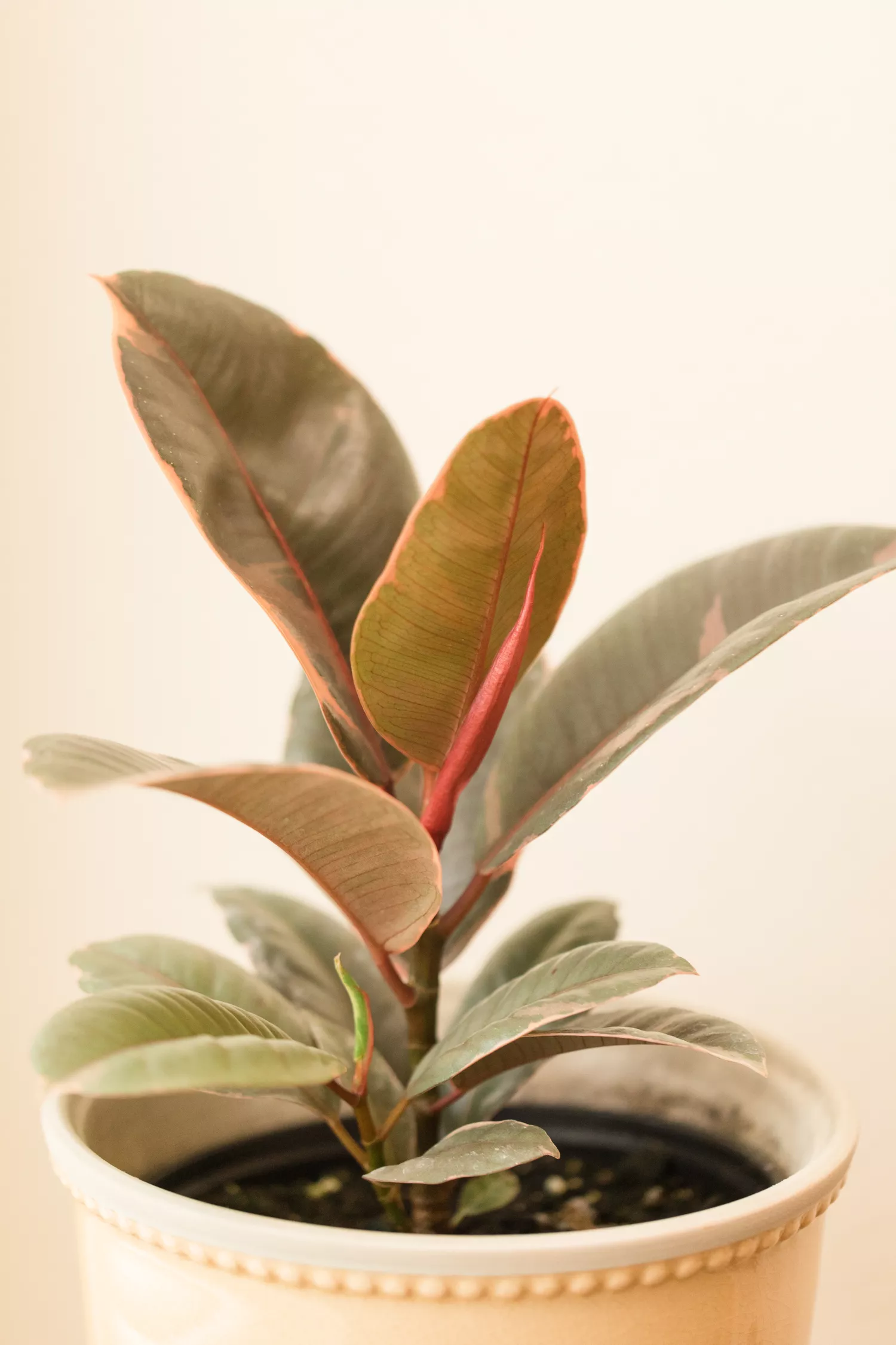 Ruby' Ficus Rubber Plant. 