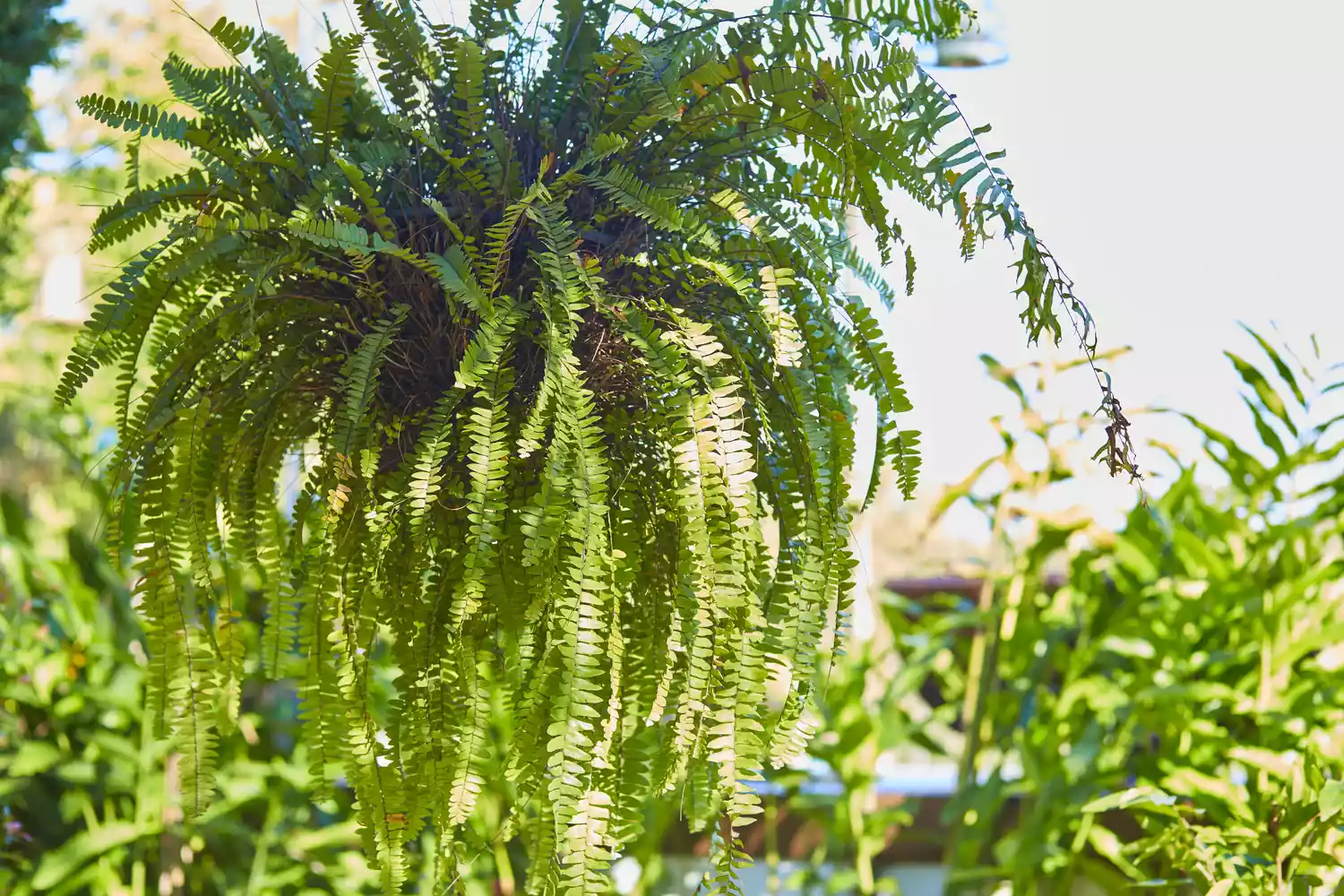 Hanging Boston Fern