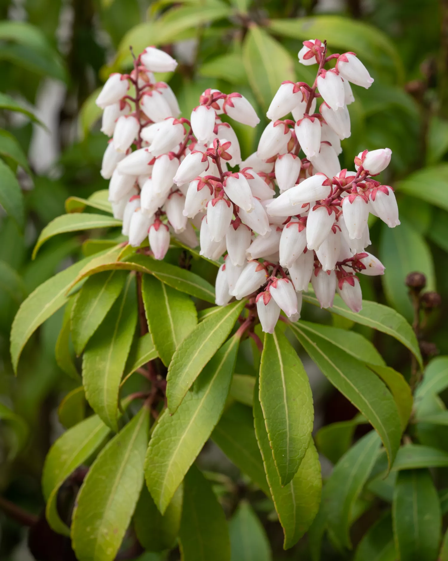 Pieris japonica